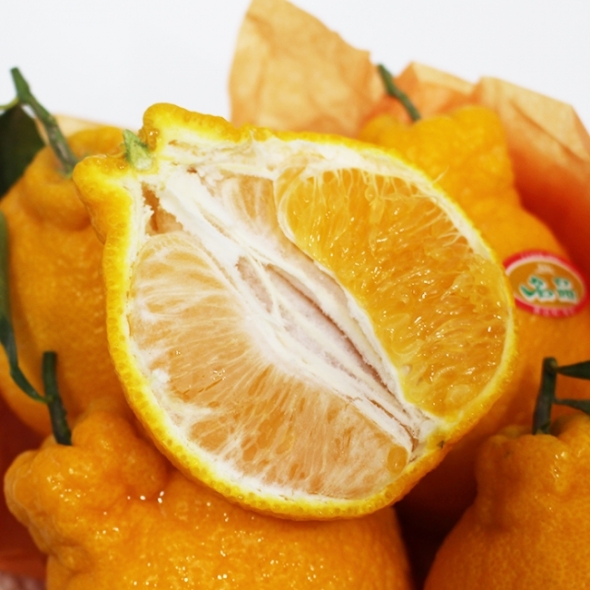 [오커브팜] 제주 한라봉 봉봉 한라봉 일반포장