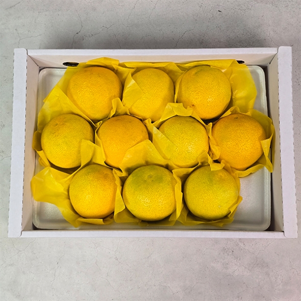 [선물세트] 제주  황금향 선물세트 2kg/3kg/5kg (푸)