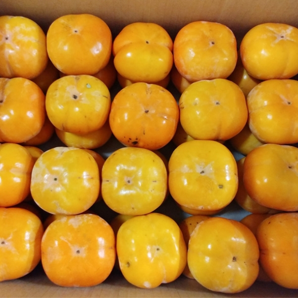 [뜰안애] 보석 단감 10kg(41-60과내)