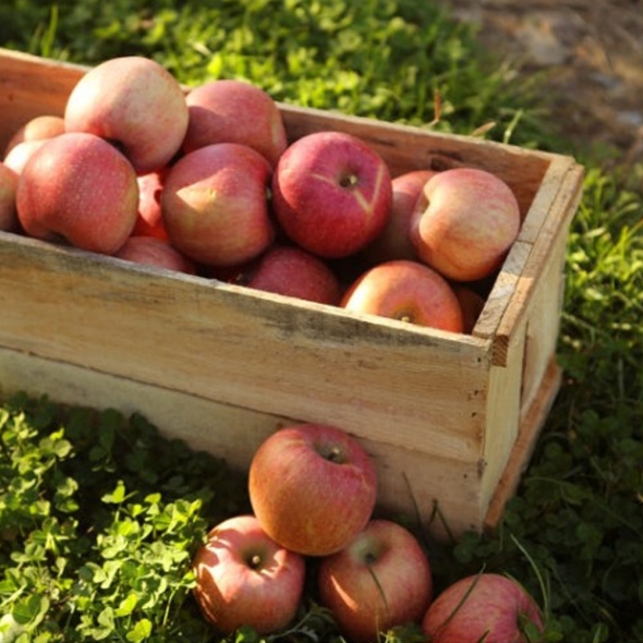 [특별할인]  [클래식농원] GAP, 저탄소 괴산 부사 2kg 10~11과(소)