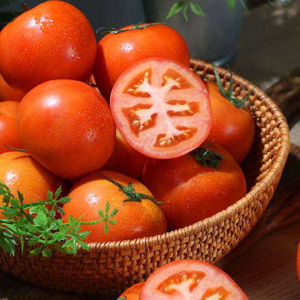 [GAP인증] 완숙 찰토마토 [2kg-5kg]