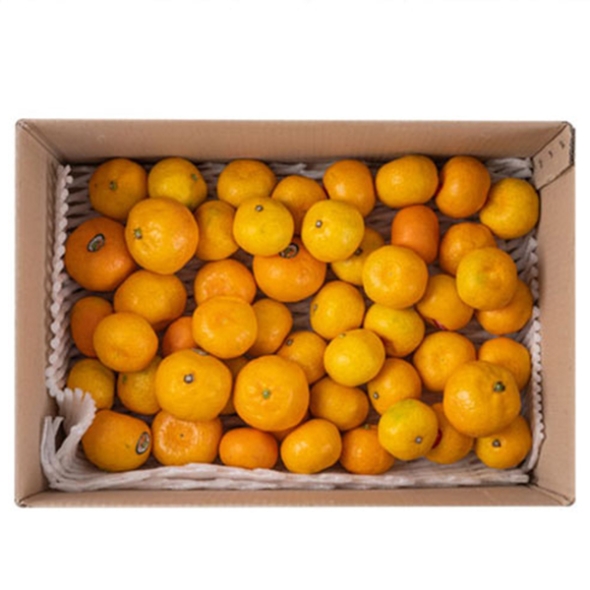 [감귤최고] 타이벡 감귤 4.5kg 가정용 실속형