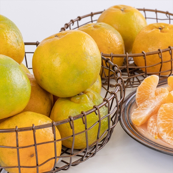 [만원의 행복] [감귤  - 2L ] 제주에서  키운  노지  극조생  감귤  (4.5kg/9kg)