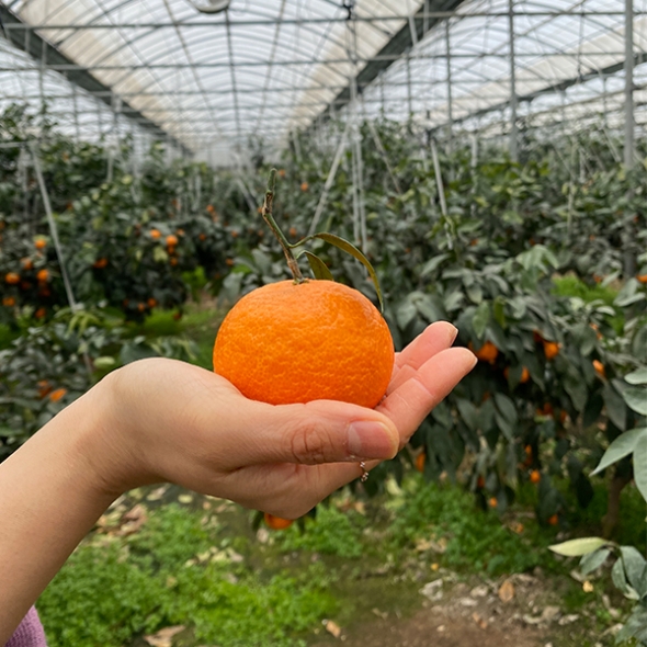 [오커늘푸] 찐한 카라향 제주 카라향 2kg 3kg 5kg