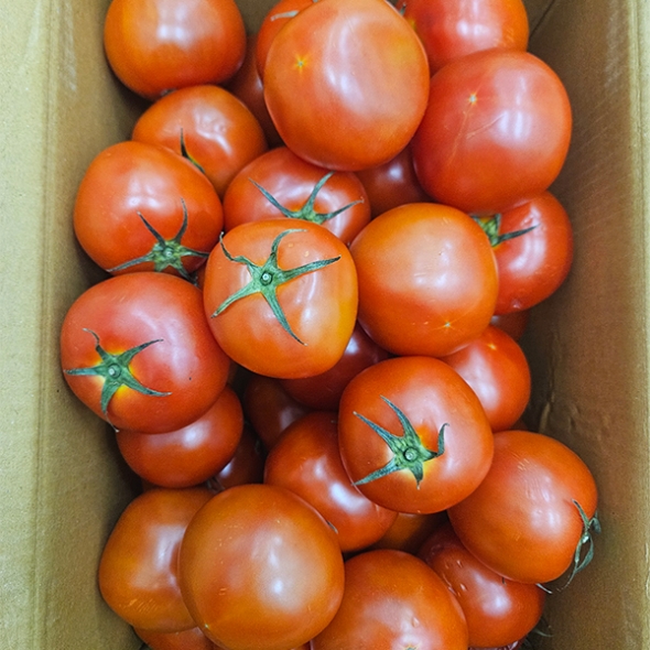 프리미엄 완숙토마토(푸)