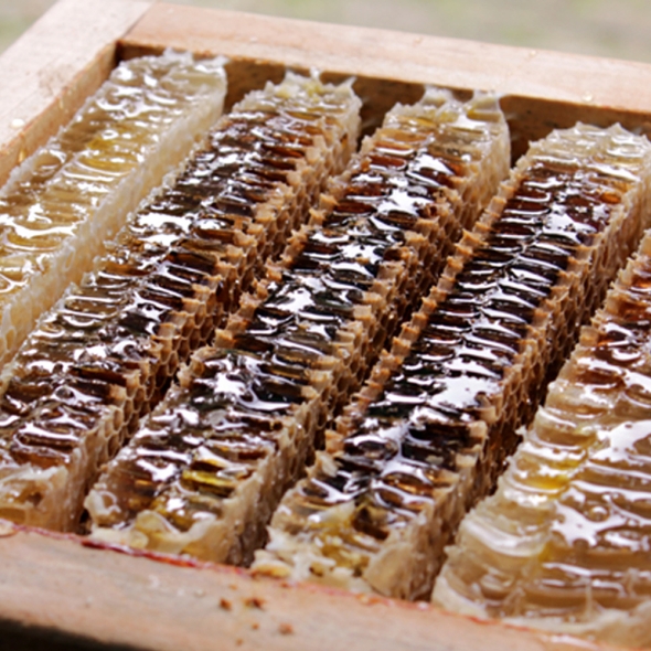 산지직송 국내산 벌집꿀 선물세트 밀랍꿀 벌꿀집 2kg 고가구 상자 3.6kg 꿀선물세트