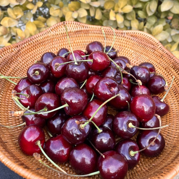  [신한카드 할인] [흙이음] 칠레산 생 체리 10R (대) 300g / 26mm