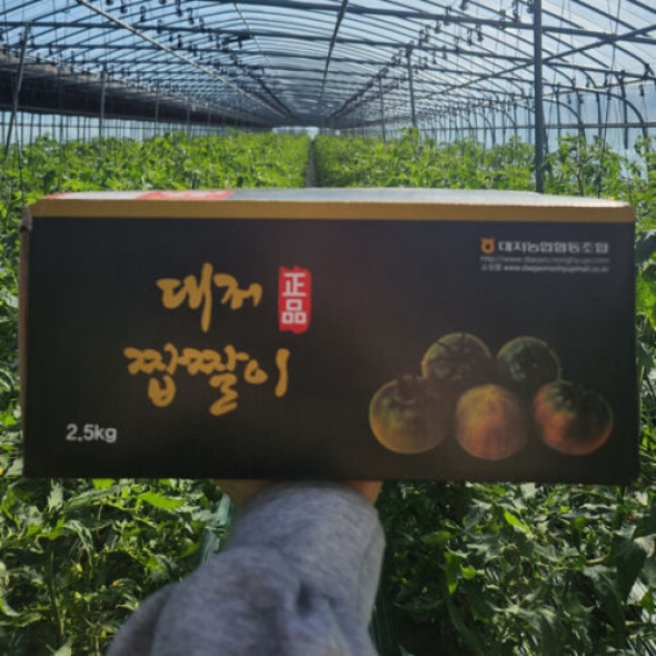 [산지직송] 대저토마토/대저짭잘이 토마토 2.5kg [소/중/대]