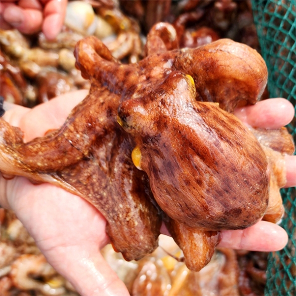 탄탄한 육질 통영 돌문어(푸)