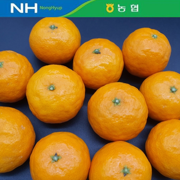 [제주감귤농협] 카라향 [1.8kg-4kg]