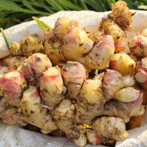 [만원의 행복] [생강최고] 찐한 생강 흙생강 세척생강 1kg