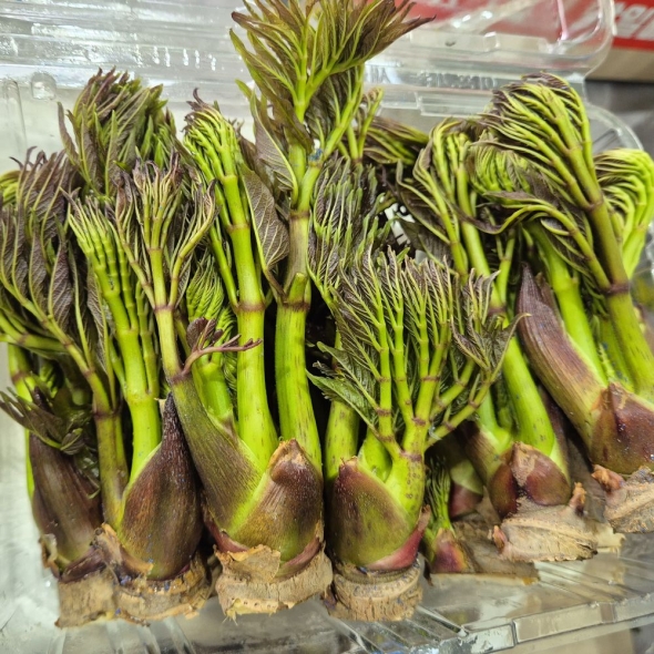 [오커늘푸] 봄기운 참두릅 향긋한 참두릅