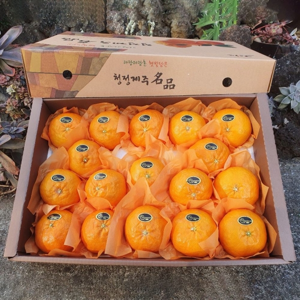 [특별할인]새콤달콤 감귤 제주 꿀 레드향 프리미엄 고당도 선물세트 3kg 5kg