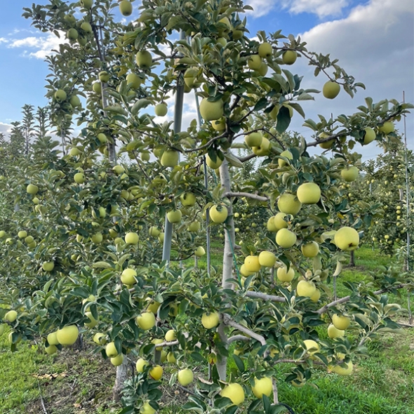 [오커캄스] 황금빛 시나노 골드 사과 2kg 3kg