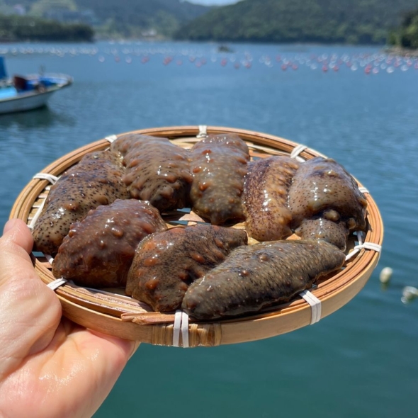 이순신수산 통영 해산 해녀가 채취한 제철 자연산 참 해삼 500g