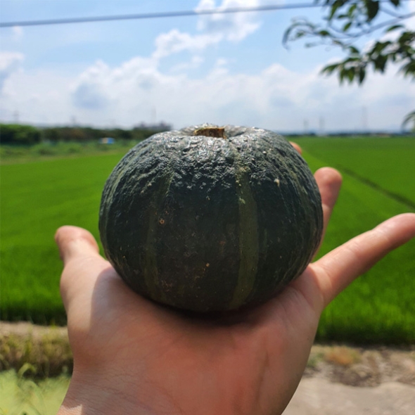 [농협] 한아름드린 미니 단호박 2kg/3kg/5kg/10kg(통당/특200~400g내외)