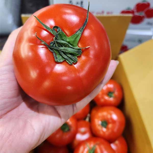 완숙 찰토마토 1kg~5kg (산)