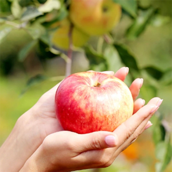 [만원의 행복] [사과캄스] 빨간 부사 사과 1.5kg 2kg 3kg 가정용 실속형