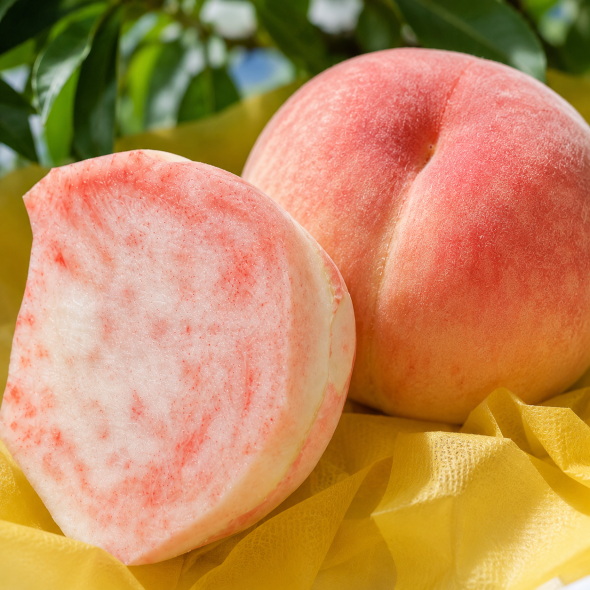 국내산 백도복숭아 고당도 산지직송 중과/대과 2~4kg