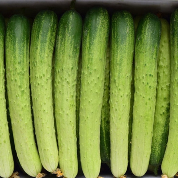 [만원의 행복] 오이최고 촉촉 백오이 아삭 하얀오이 1kg 2kg 3kg 5kg 백다다기