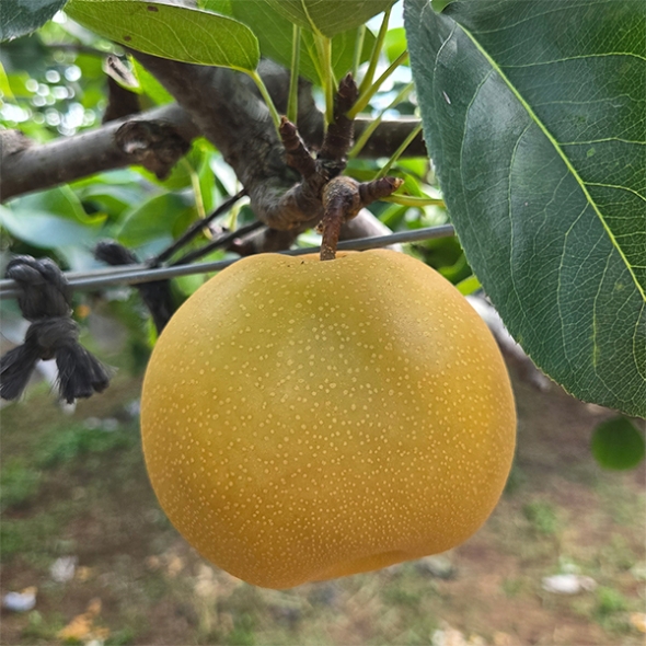 [신한카드 할인] 풍부한 과즙 달콤아삭 나주배(푸)