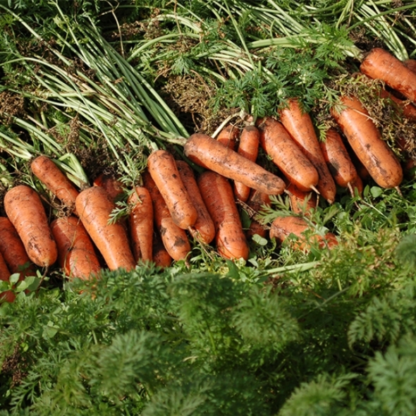 [오커디어] 당신 근처 당근 중 상 2kg 5kg 비세척