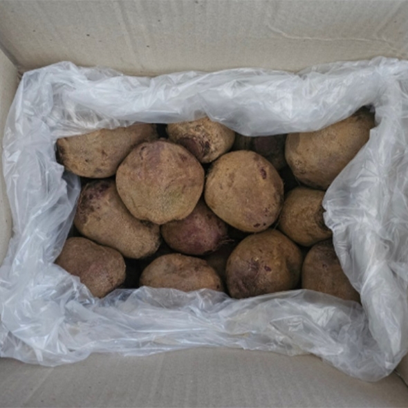 땅속의 붉은 보석  제주 레드 비트