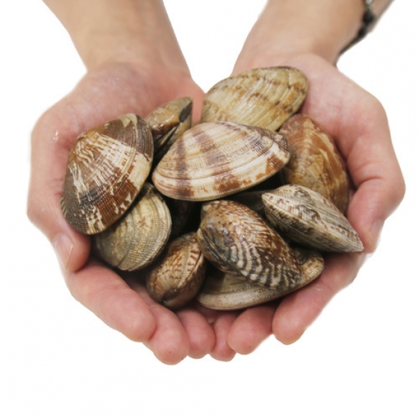 [신한카드 할인]국내산 당일조업 신선한 자연산 활바지락 800g 바지락살 200g 추천