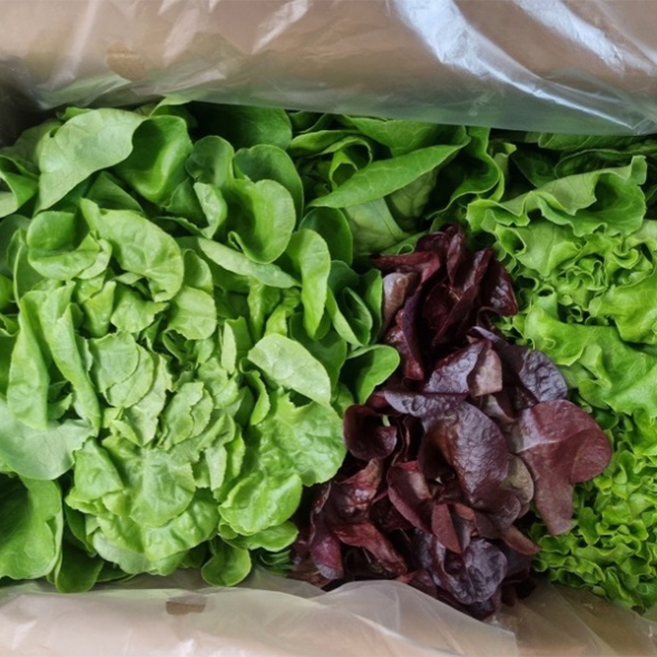 [만원의 행복]  GAP 인증 유러피안샐러드(푸)