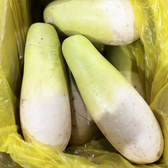 [바라봄] 제주 산지 월동(겨울) 무 5kg / 10kg(개당 1~2kg내외)