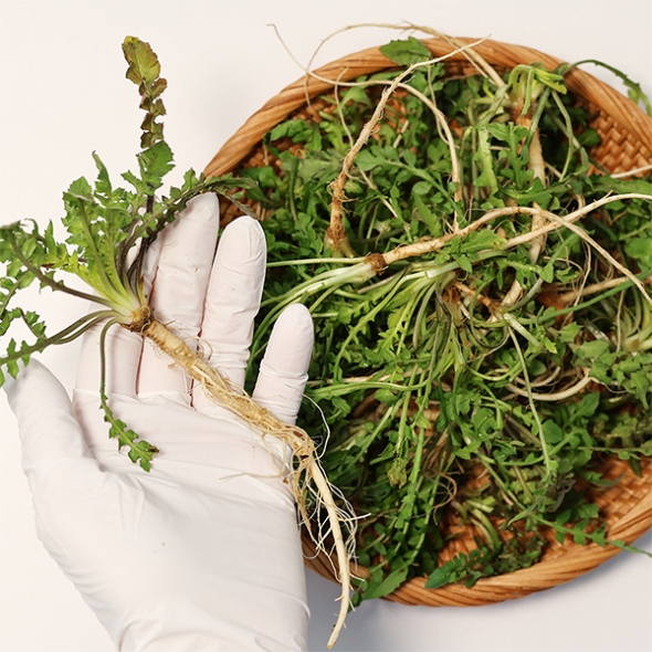 남해 세척냉이(푸)