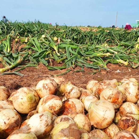 아삭한 식감과 단맛이 강한 국내산 양파 5kg/6kg