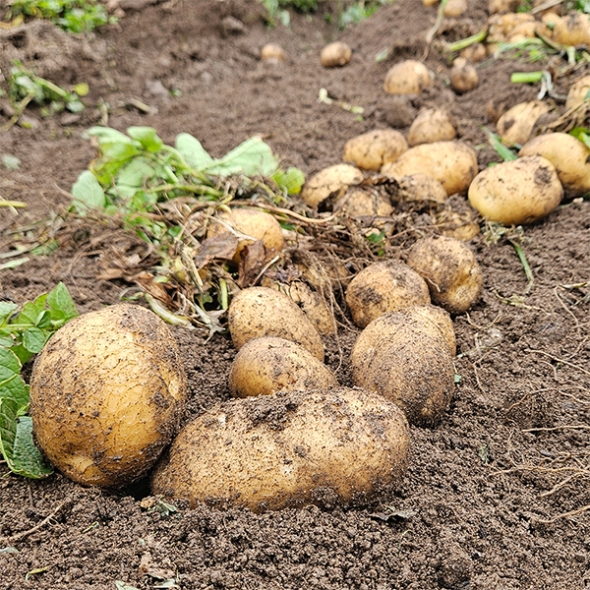[신한카드 할인] 포슬포슬 속이 꽉찬 햇감자(푸)