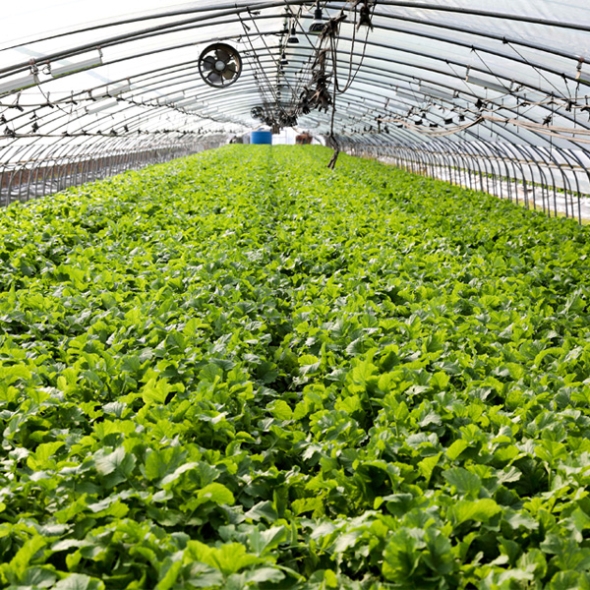 [농협] 한아름드린 신선 열무 4kg(특)