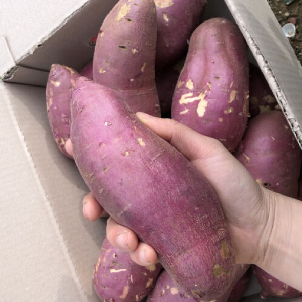 [25년_햇고구마] 갓수확한 꿀밤 고구마 (3kg/5kg)