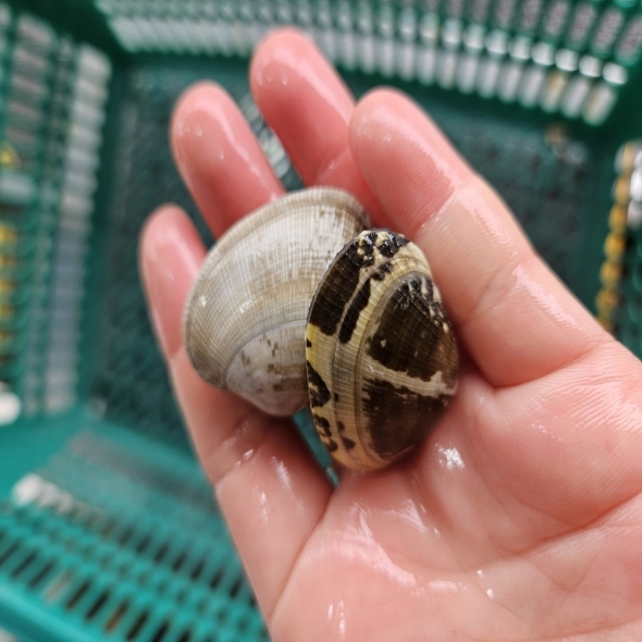 남해안 참바지락 1kg