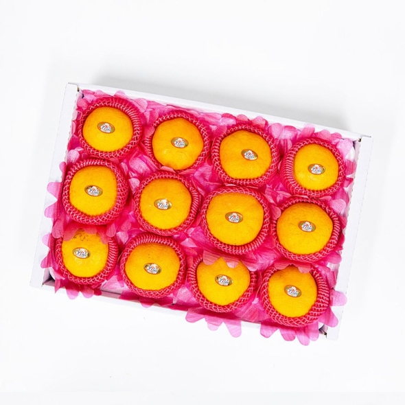 제주 서귀포 가정용 선물용 레드향 1.5kg 2kg 레드향선물세트