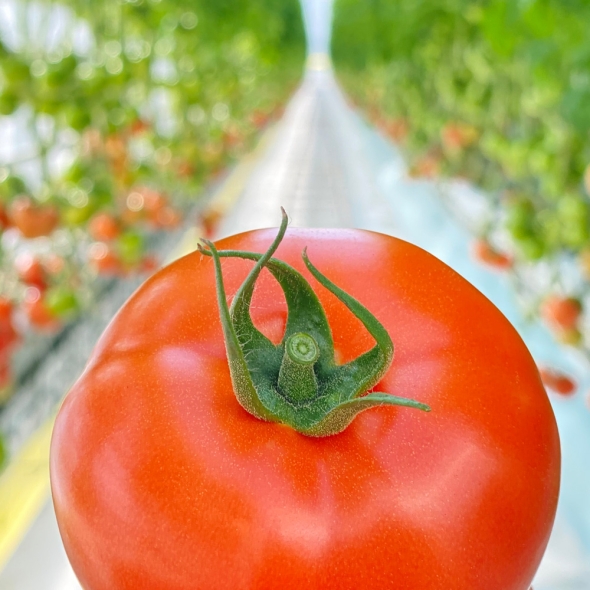 [부엌애] GAP인증 토마토주스용 유럽종 못난이토마토 2.5kg/5kg