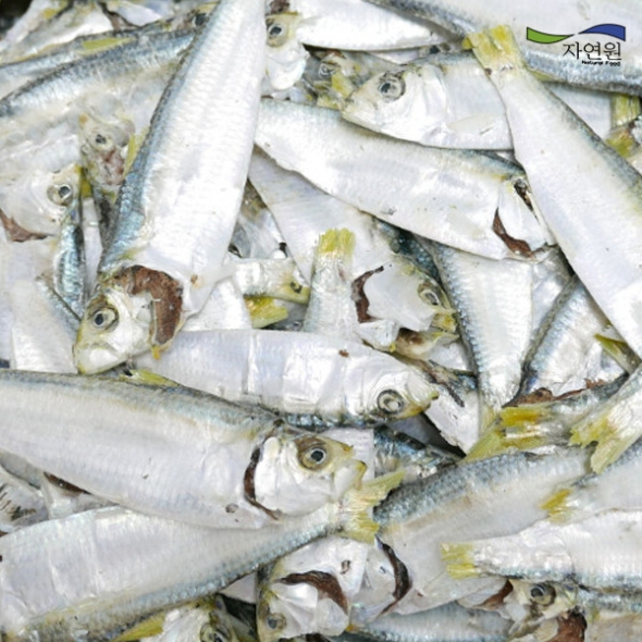 [자연원] 국내산 완도 디포리(밴댕이) 1.5kg(특/박스)