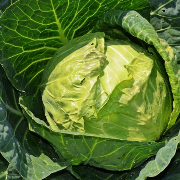 [농협] 한아름드린 신선 양배추 1통/2통(특/통당1kg내외)