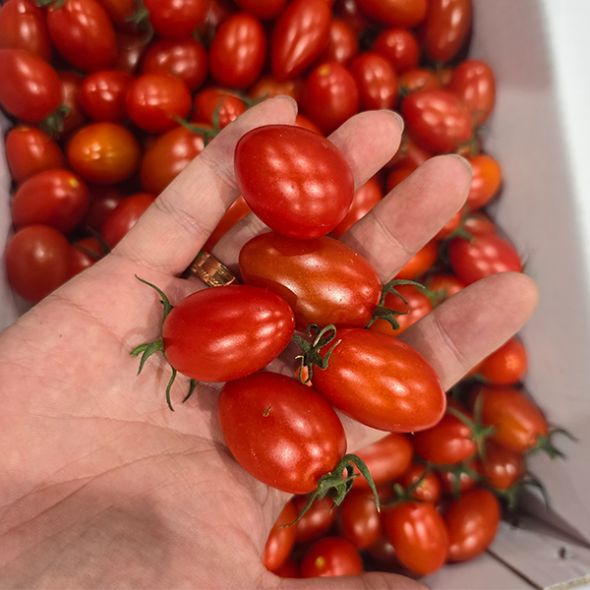 톡터지는 달콤한 대추 방울토마토