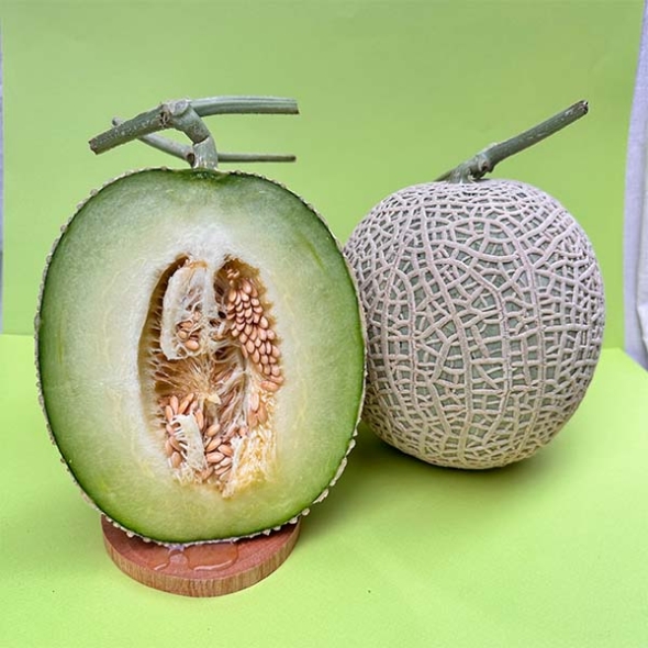 고당도 선별 머스크 메론 1.5kg