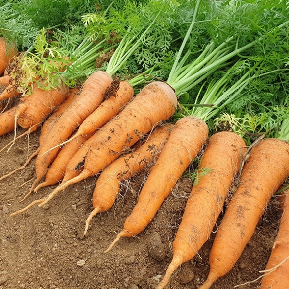 [오커디어] 당신 근처 당근 중 상 2kg 5kg 비세척