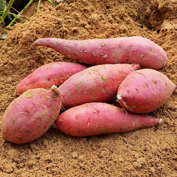 [농협] 한아름드린 세척 밤고구마 2kg/3kg/5kg/10kg(특상/100-300g)