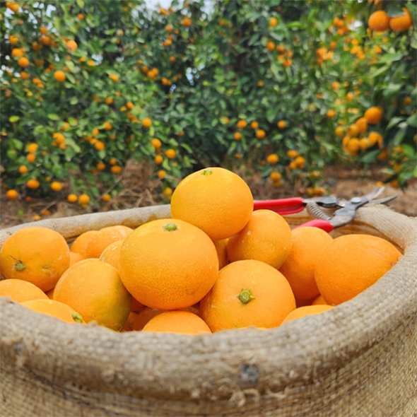 [주말특가] 청정 제주 노지 감귤(푸)