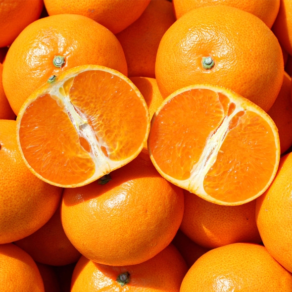 제주 천혜향 2kg 중소과 외