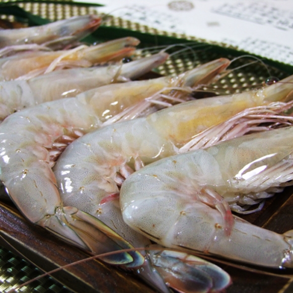 청정태안 자연산대하 1kg(20미 내외/급냉) + 천일염