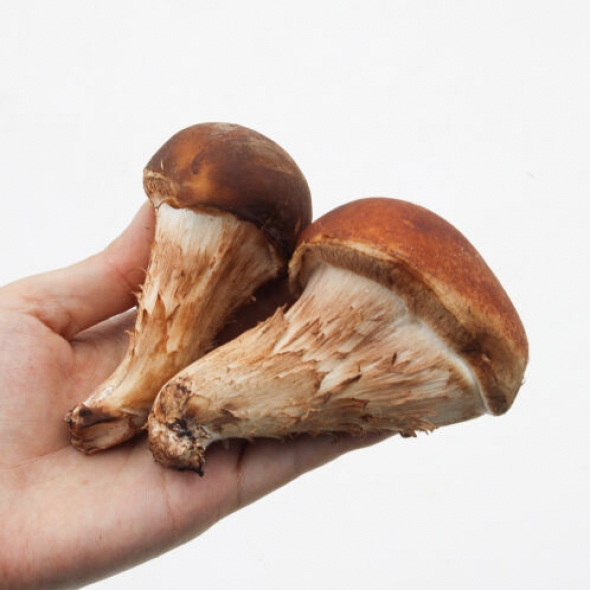 참송이 버섯 (깐깐한 선별 등급별 참송이)