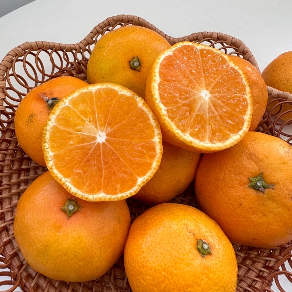 [★100개 한정][제주직송] 프리미엄 노지감귤