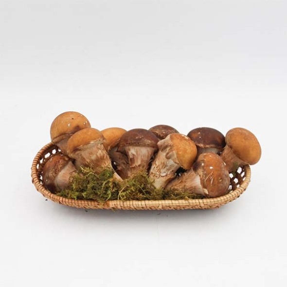 버섯농꾼 참송이버섯